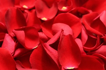 Rosenblütenblätter