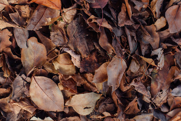 Fallen dry brown autumn leaves on the ground