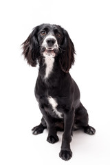 a black and white border collie photo shoot isolated on white background