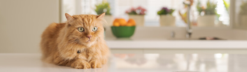 Beau chat aux cheveux longs au gingembre allongé sur la table de la cuisine par une journée ensoleillée à la maison