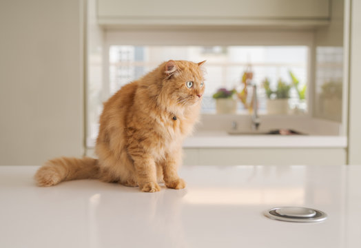 Beautiful ginger long hair cat lying on kitchen table on a sunny day at home