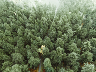 Looking Down On Forest