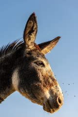 Portrait a donkey on a clear sky