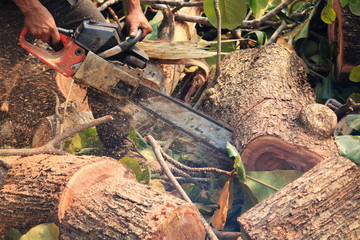 Fototapeta premium People are cutting down trees with a chainsaw engine.