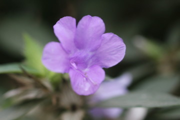 Obraz premium flower in garden