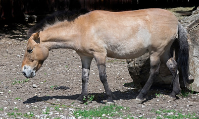 Przewalski's horse mare. Latin name - Equus przewalskii