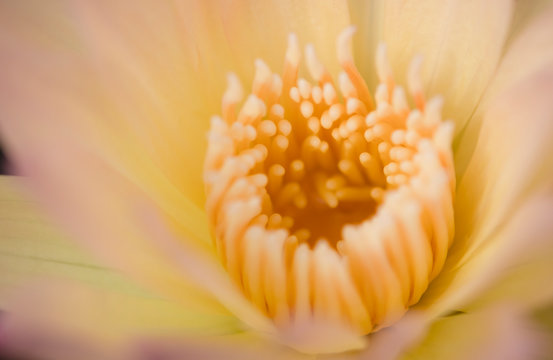 Close up yellow pollen of yellow pink lotus or water lily. Image and macro photography concept.