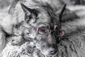 Close-up of  dog wearing pink reading glasses