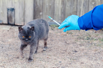 Veterinarian in blue uniform and gloves makes injection to cat. .Vaccination cat. Background.