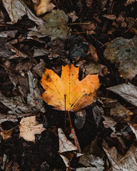 Autumn Forest Floor