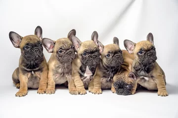 Printed roller blinds French bulldog group of french bulldog puppies 2019