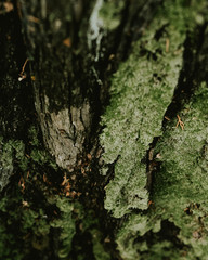 Moss Tree