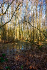 Wassertümpel und Wasserläufe im Wald  und Wasserläufe im Wald 