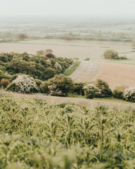 Fototapeta premium South Downs
