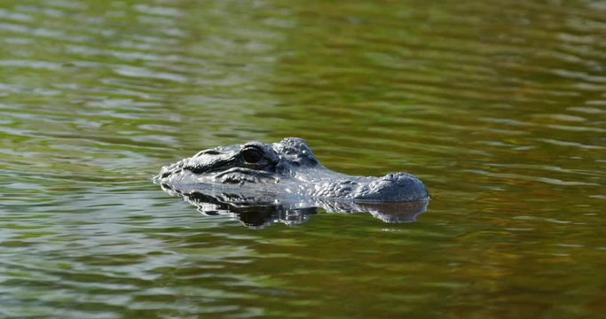 Very large alligator partially submerged while watching for prey in a dark, green, murky swamp