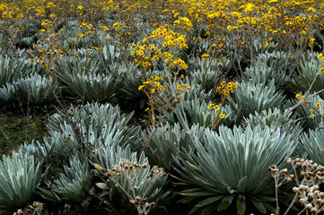 Frailejones © eli