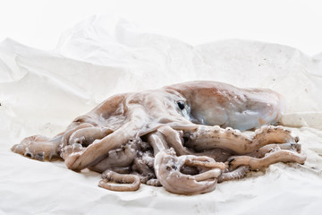 moscardino polpo giovane sulla carta