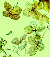 dry flowers close up in the detail isolated on a white background