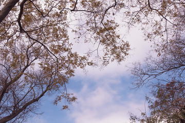  branches of  trees on the background of the sky