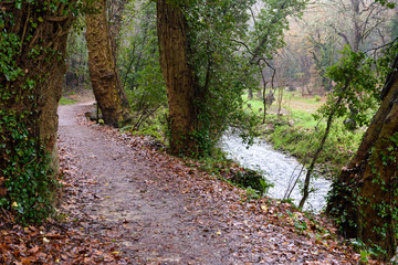 Fototapeta na wymiar path in the rainy autumn forest