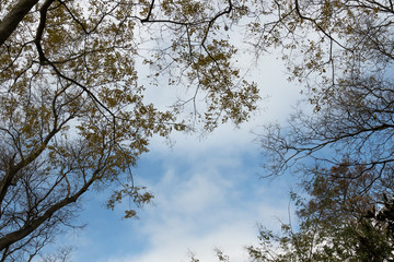 frame from yellow leaves and branches of trees on the background of the clouds, sky