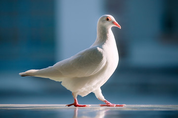 white feather homing pigeon bird standing against beautiful blue background