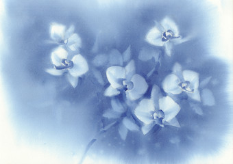 White orchid flowers on the dark blue background watercolor