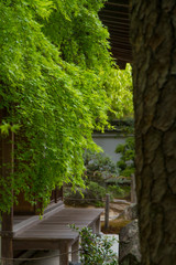 京都銀閣寺の夏の庭園①