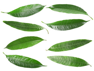 Composition of fresh mango leaves on white background, top view
