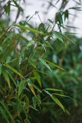 grüner Bambus im Garten bei Regen