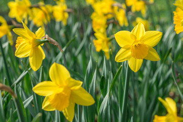 Obraz premium Yellow daffodils bloom in spring in the garden