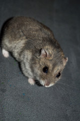 Russian dwarf hamster looking in the camera, grey background