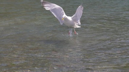 A seagull bathing in the sea on a hot summer day in Cornwall, England.