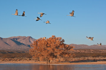 Sandhill Cranes Flying Over a Pond on a Cold Autumn Morning