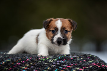 small puppy posing outdoors