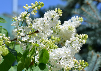 White lilac flowering branch, spring concept