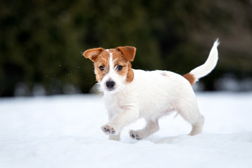 jack russell terrier puppy outdoors in winter