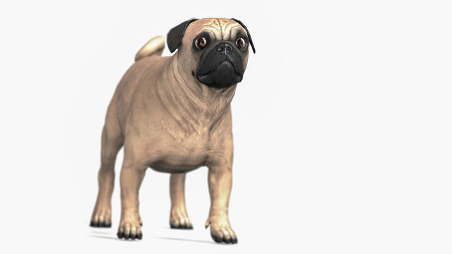 Adorable pug purebreed dog looking with shocked and frightened eyes  3d illustration