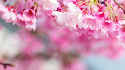 Obraz premium Sakura Flower or Cherry Blossom With Beautiful Nature Background