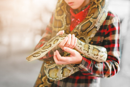 Close-up of boy's hands  volunteer showing a snake to a child and letting her touch the snake Holding a royal Ball python