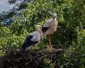 Stork's nest. White storks in their nest. Latin name - Ciconia ciconia