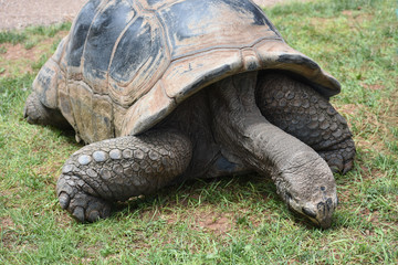 Large Land Turtle