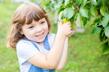Little girl taking ripe pears at the garden, organic fruits