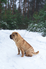 Sharpay sits in the winter in the coniferous forest. profile picture . walk in the winter fir forest.