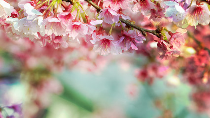 Sakura Flower or Cherry Blossom With Beautiful Nature Background