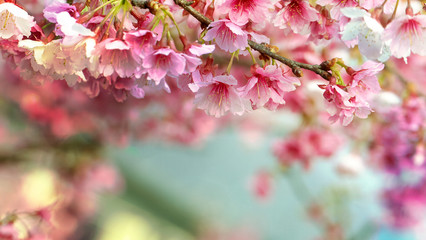 Sakura Flower or Cherry Blossom With Beautiful Nature Background