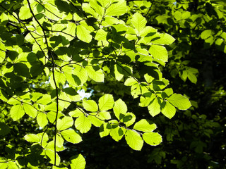 Fototapeta na wymiar Green leaves as nature background.
