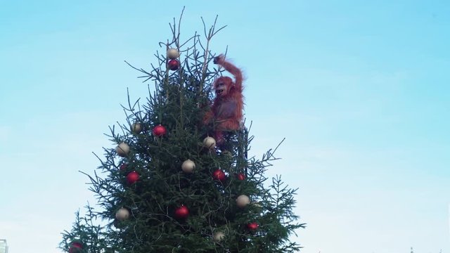 Chimpanzee on Christmas tree at South Bank, London