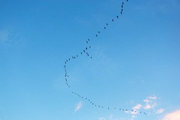A flock of migratory birds migrates