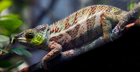 Panther chameleon. Latin name - Furcifer pardalis